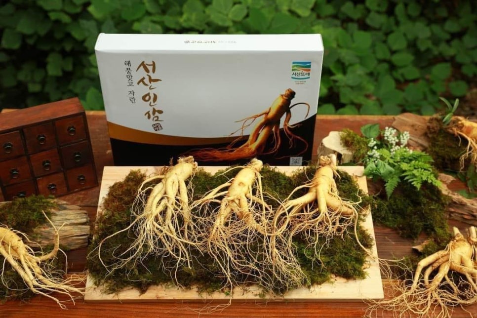플러스인삼 이미지