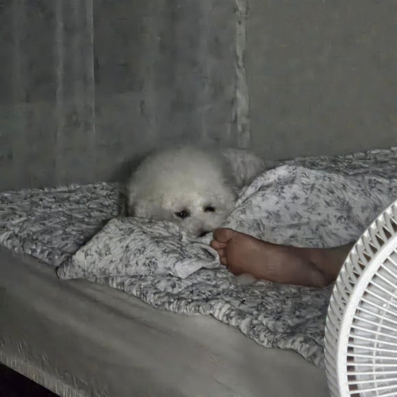 홍식이 디저트 이미지