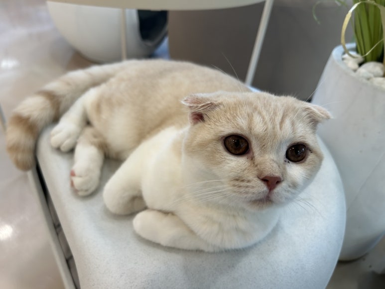 701아를고양이카페(cat in the art) 이미지