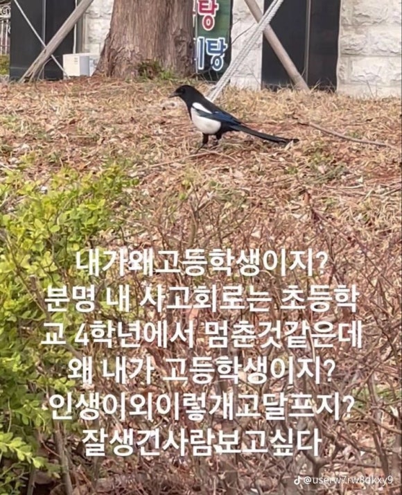 메로스 이미지