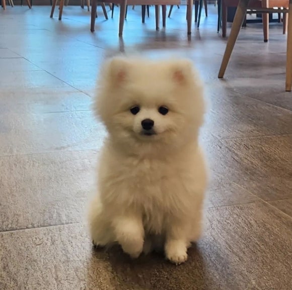 블링독793 이미지