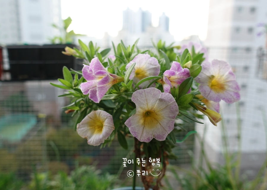 어반트 이미지