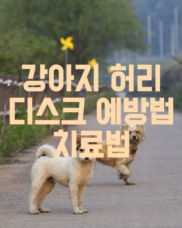 강아지 허리 디스크 예방법 치료 방법
