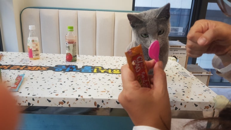 설렘고양이카페 이미지