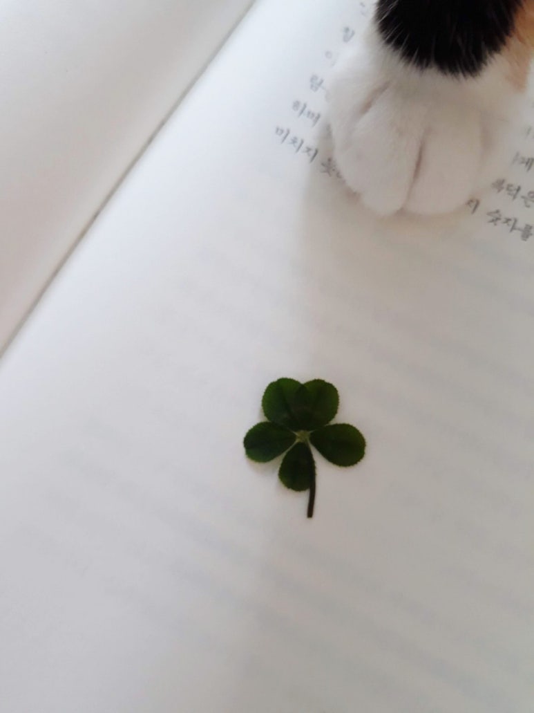 (주)네잎 이미지