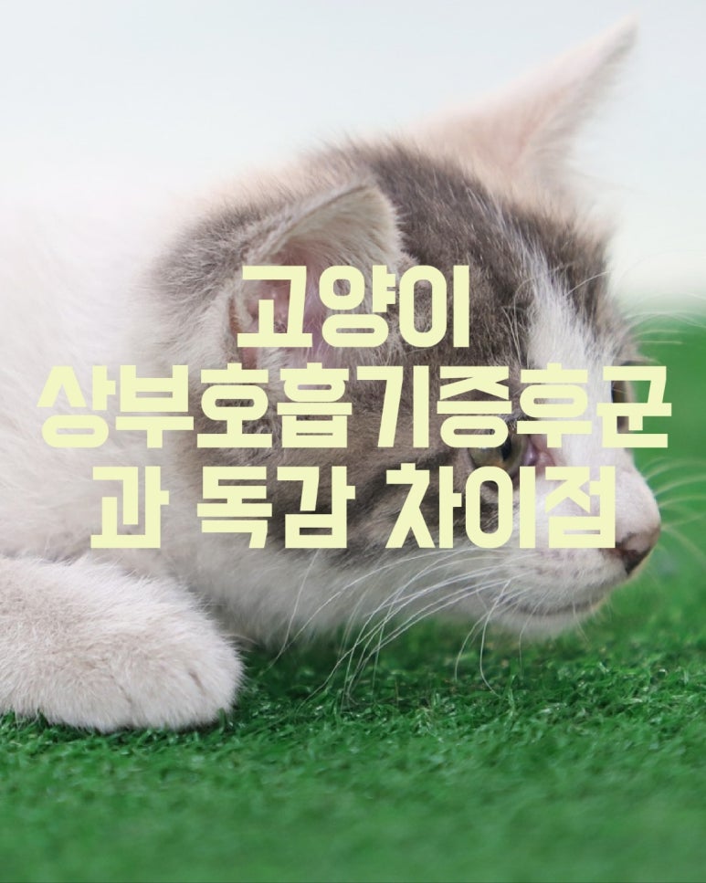 고양이 상부호흡기증후군과 독감 차이점
