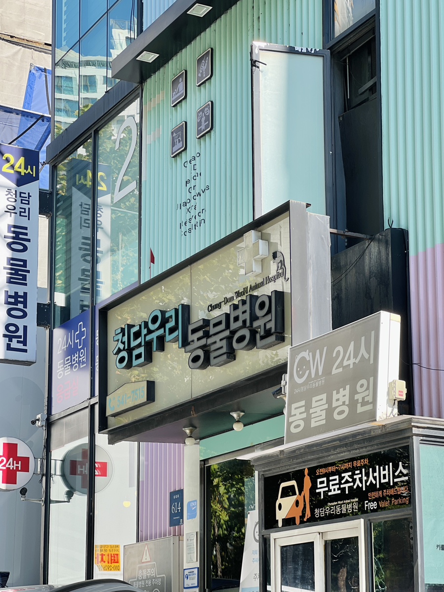 강아지 슬개골탈구, 강남 청담우리 24시 병원 재활 치료 후기 — 사진 3