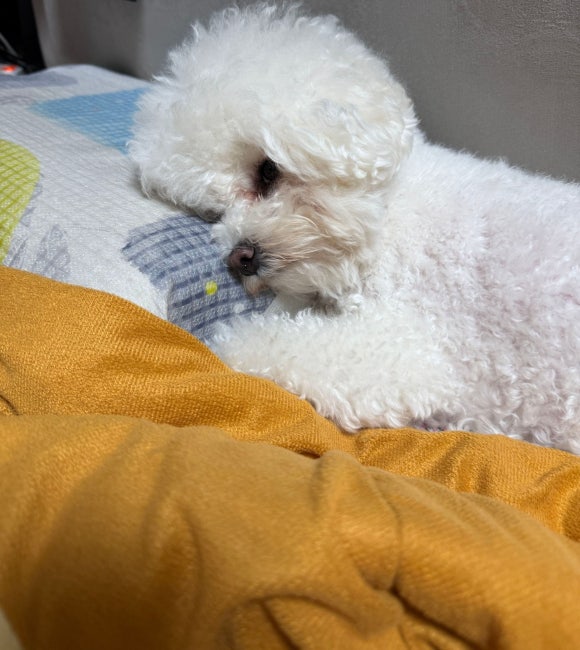뽀솜이 이미지