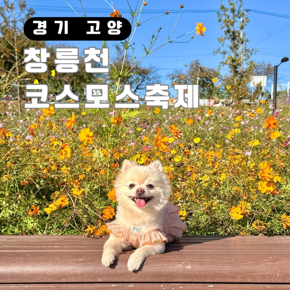 행복한아라네 이미지