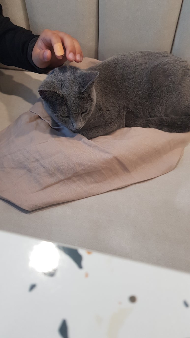 설렘고양이카페 이미지