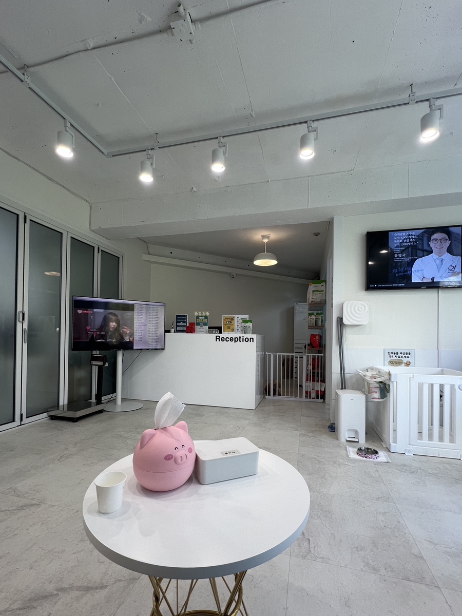 강아지 슬개골탈구, 강남 청담우리 24시 병원 재활 치료 후기 — 사진 11
