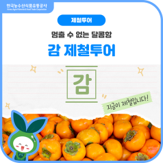 멈출 수 없는 달콤함, 🧡감🧡 제철투어 바로가기