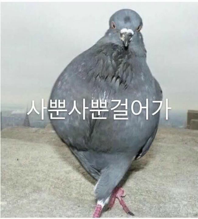어니스트헤어 이미지