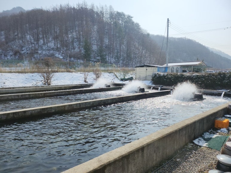 황둔수산송어장횟집 이미지