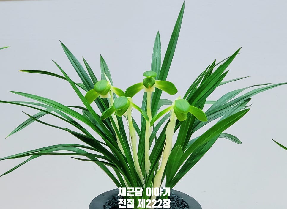 대인전집 이미지