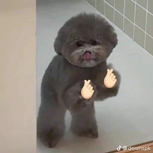 콘트라스트 이미지