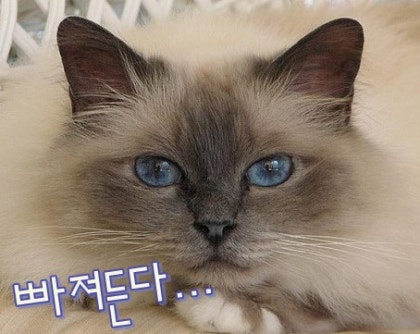 냠냠 이미지