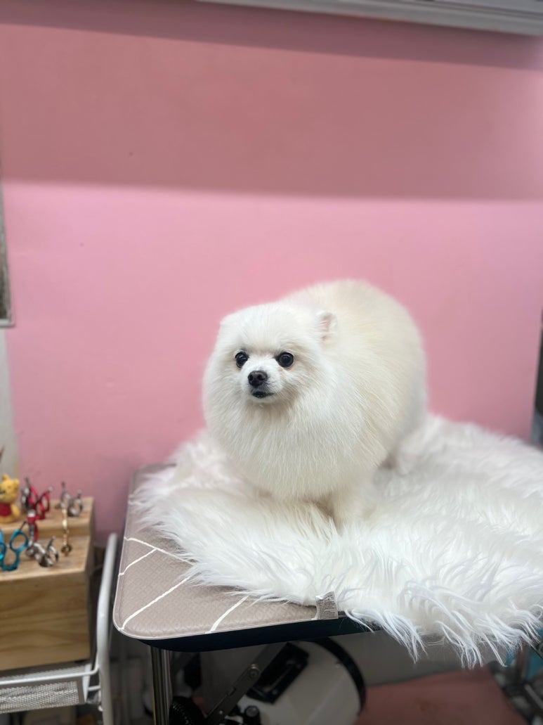 동주로또 이미지