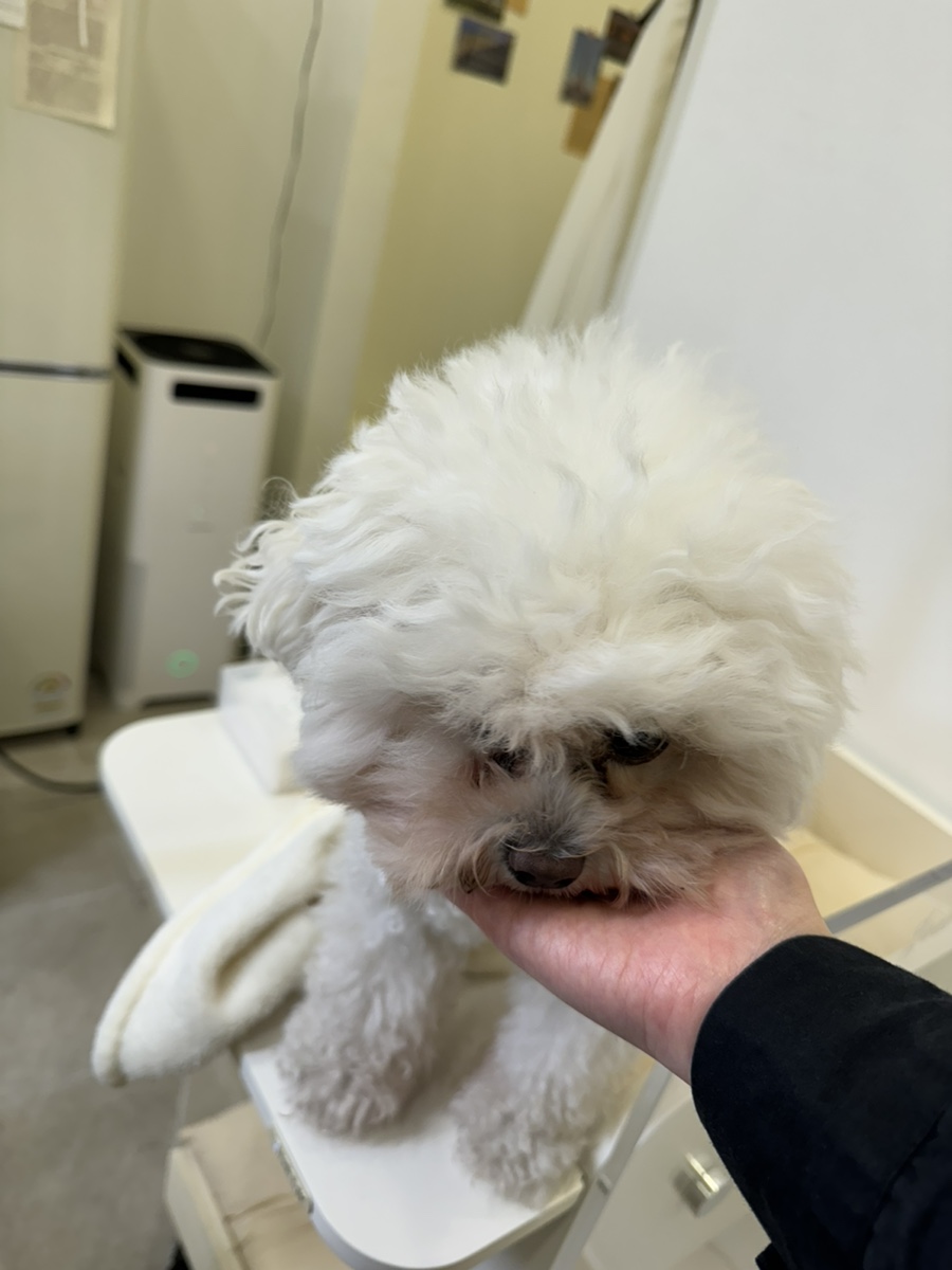 네일오숑 이미지