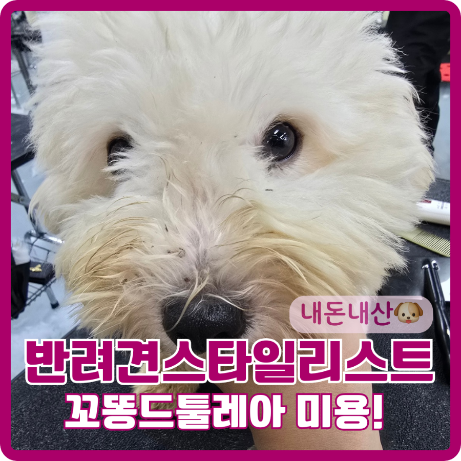 벨라루시애견미용학원 이미지