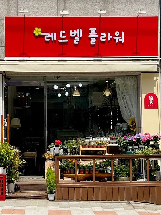 레드벨플라워 이미지