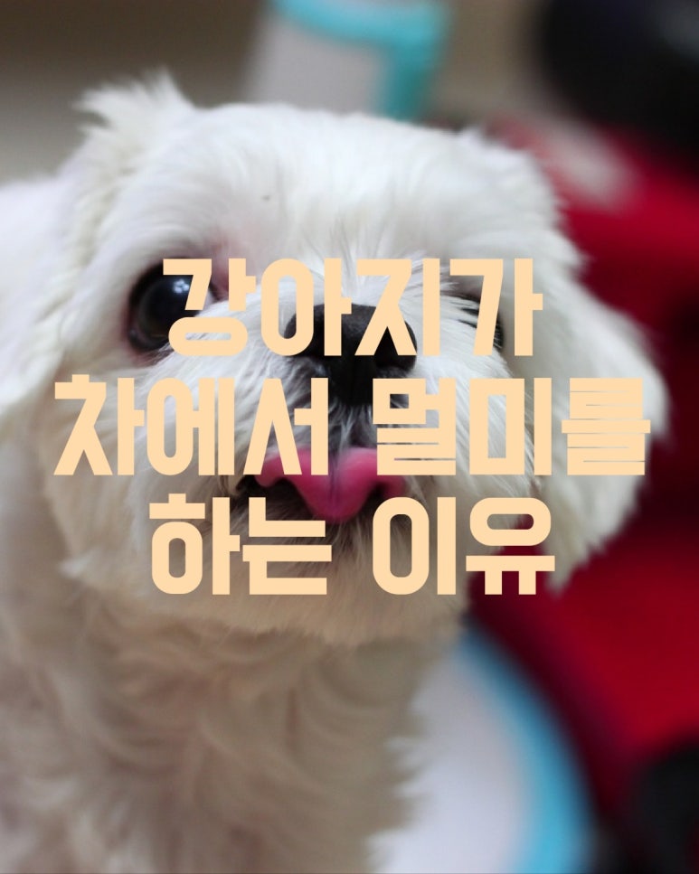 강아지가 차에서 멀미를 하는 이유