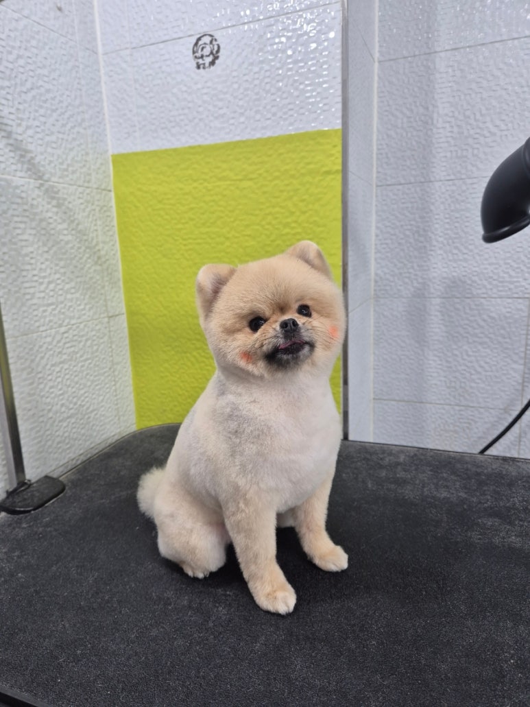 마이펫가든 이미지