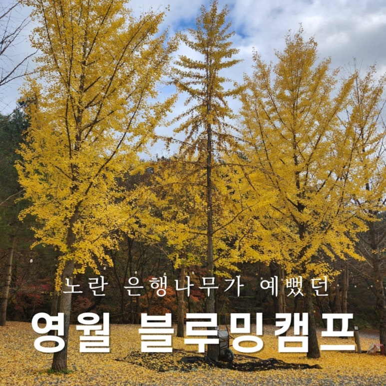 블루밍캠프 이미지