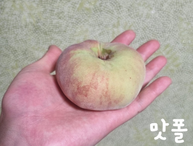 구우니 이미지
