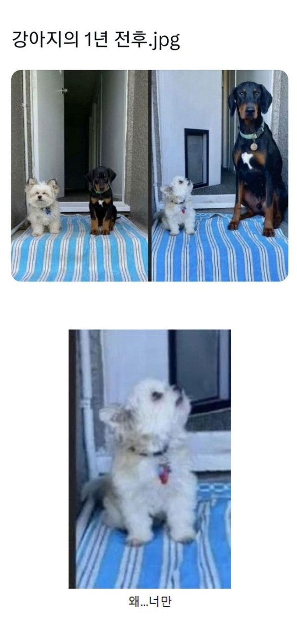 춘천기정떡 이미지