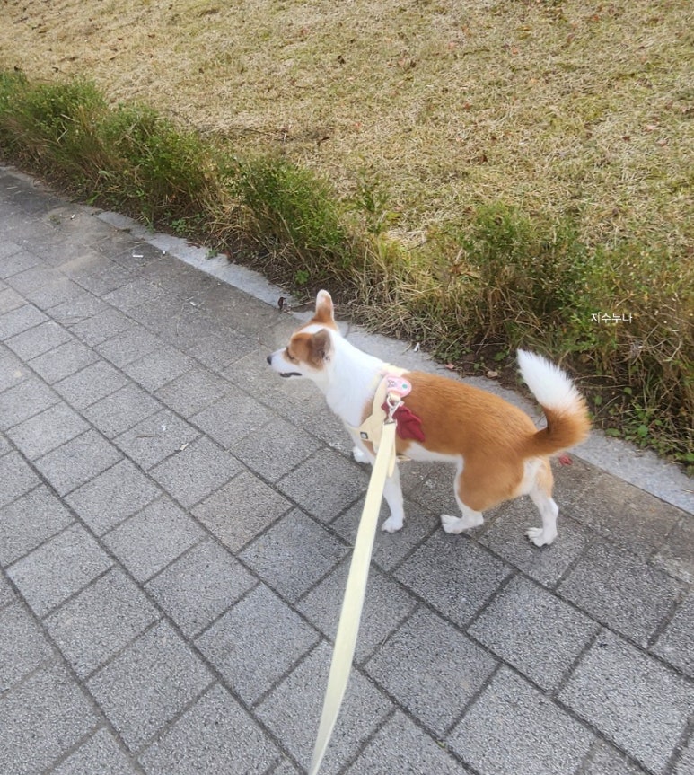 (주)꼬망스 이미지