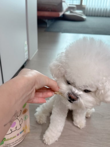 해피쿠키 이미지