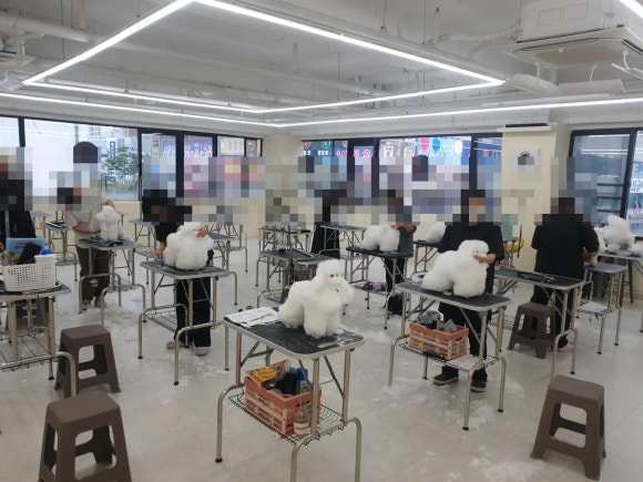 김지순애견미용학원 이미지
