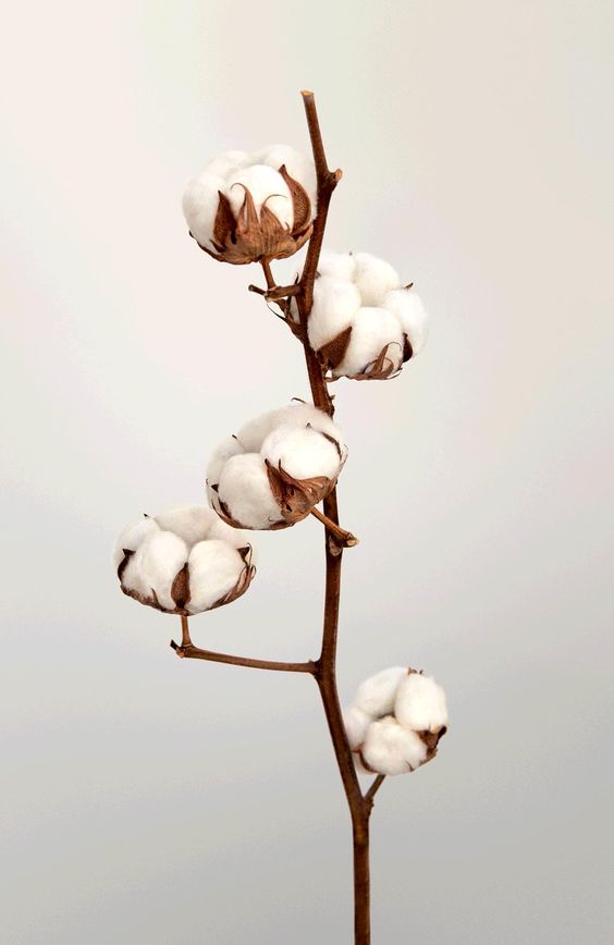 목화정원 이미지