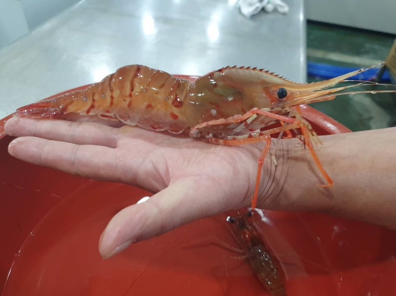 싱싱농수산 이미지