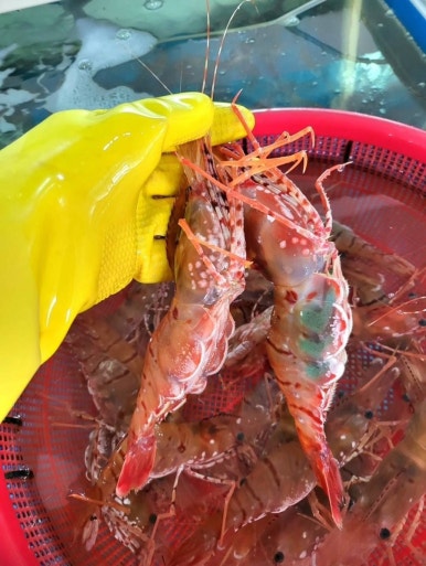싱싱농수산 이미지
