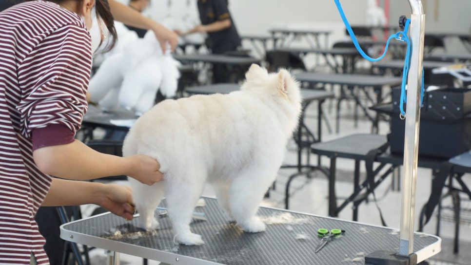 대전애견미용학원 이미지