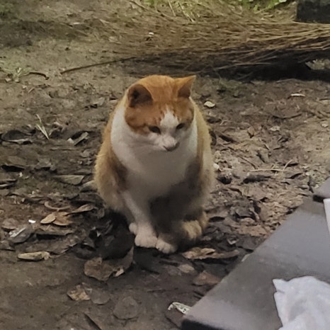 신당동즉석떡볶이 이미지