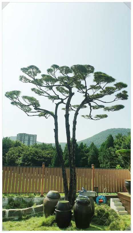 조경관리 이미지