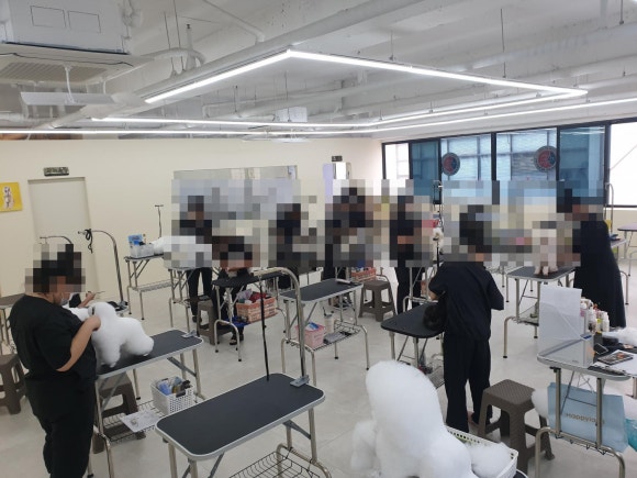 김지순애견미용학원 이미지