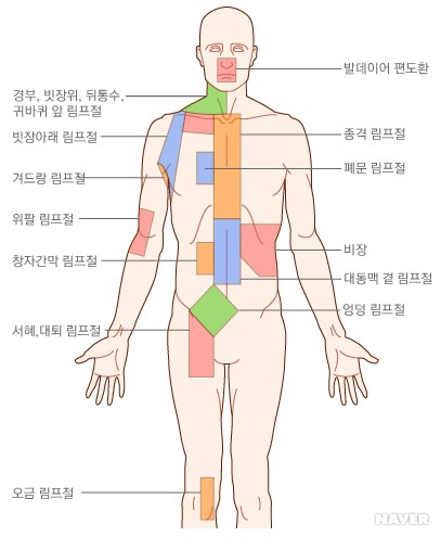 피오니 스킨 앤 바디 이미지