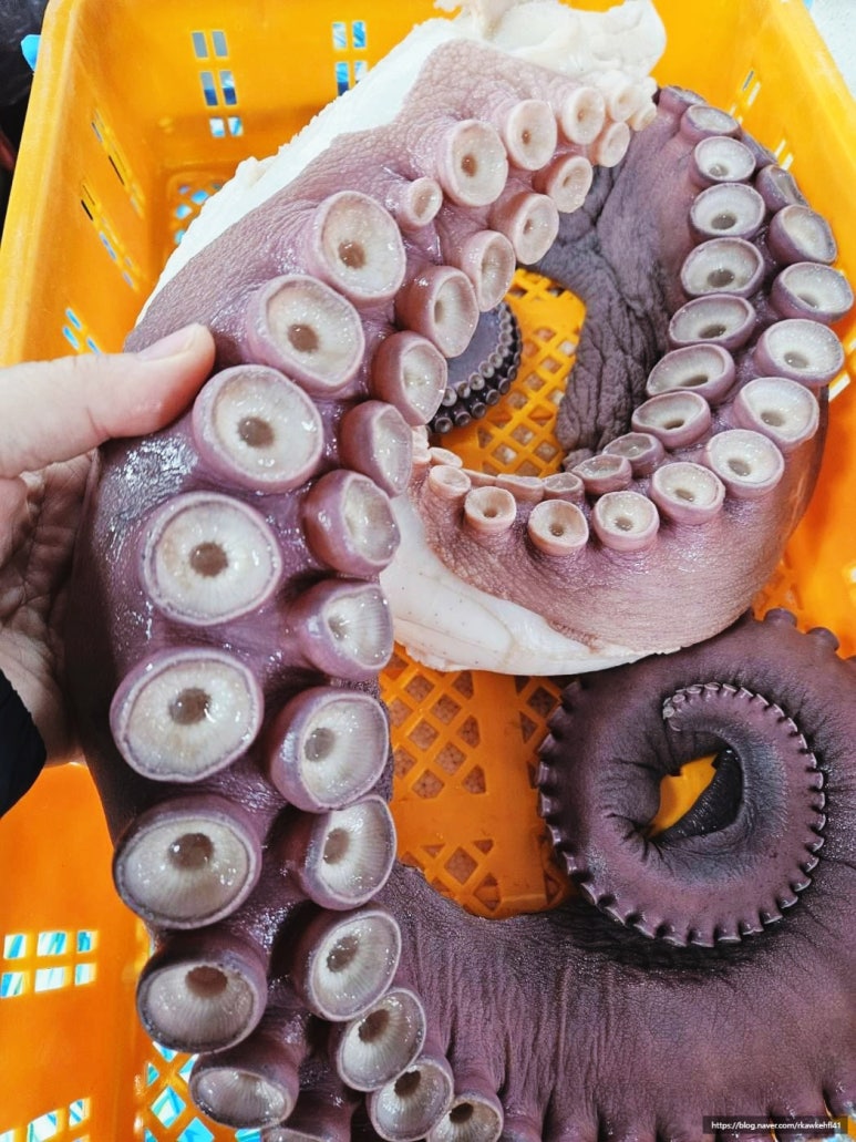 수 농수산 이미지
