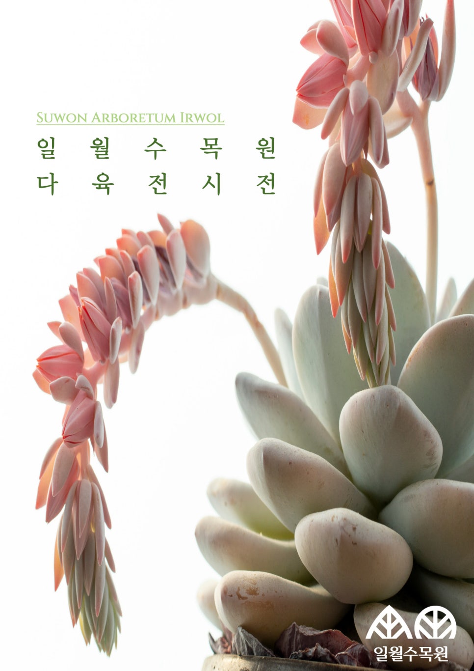 수다육 이미지