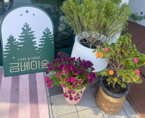 금베이숲 이미지
