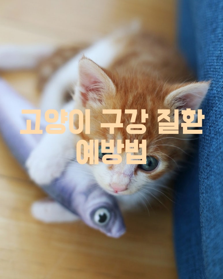 고양이 구강 질환 예방