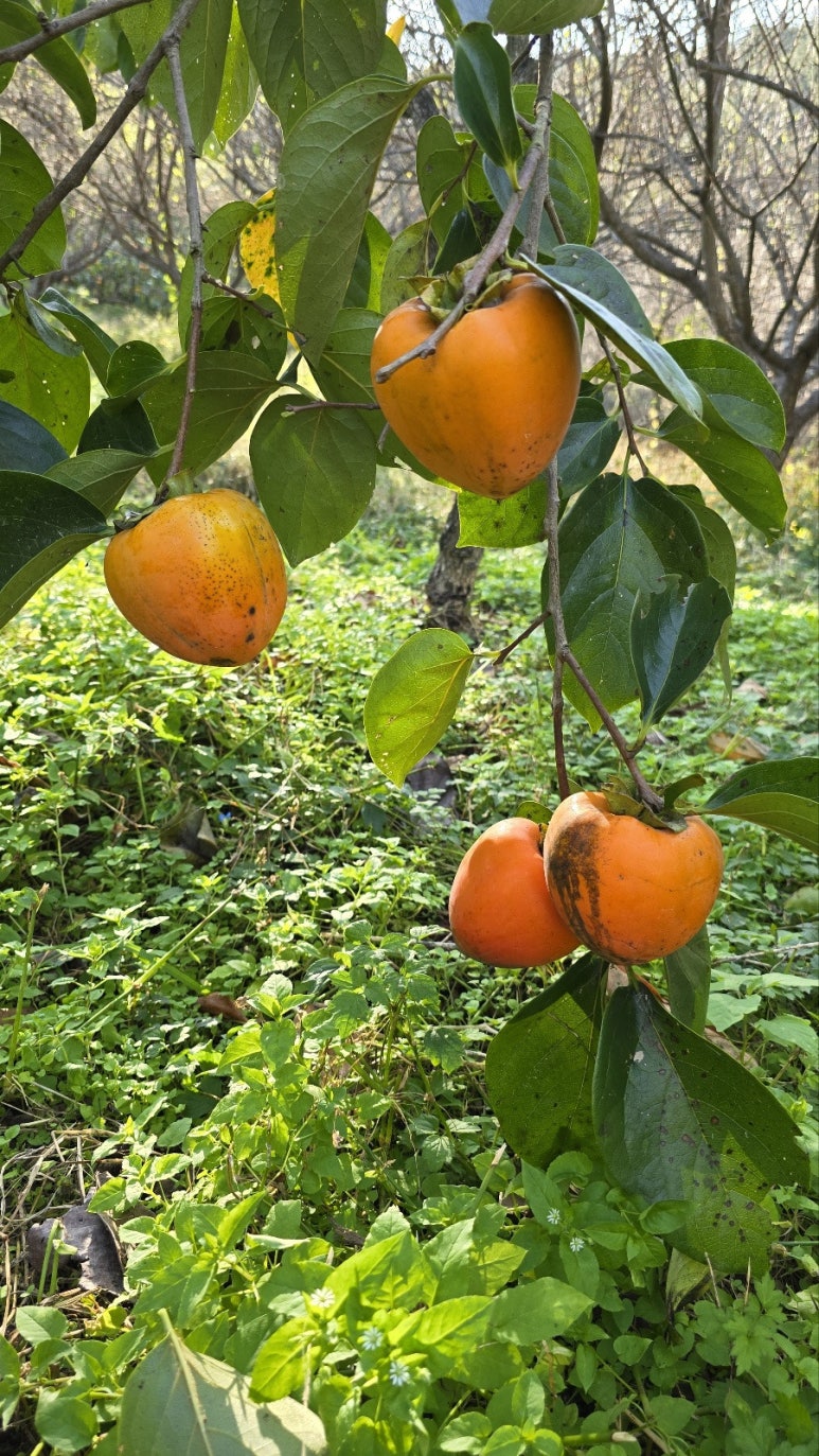 구산농원 이미지