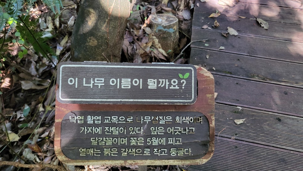 제주미즈리 이미지