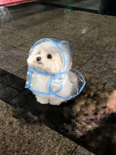 행복한붕어빵 이미지