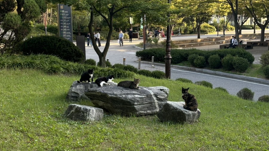 데굴데굴 이미지