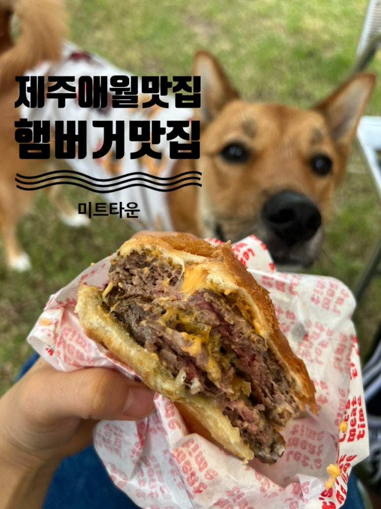 태양미트 이미지